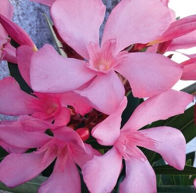 Nerium Oleander, Adelfa Rosa. Resiste la sequia