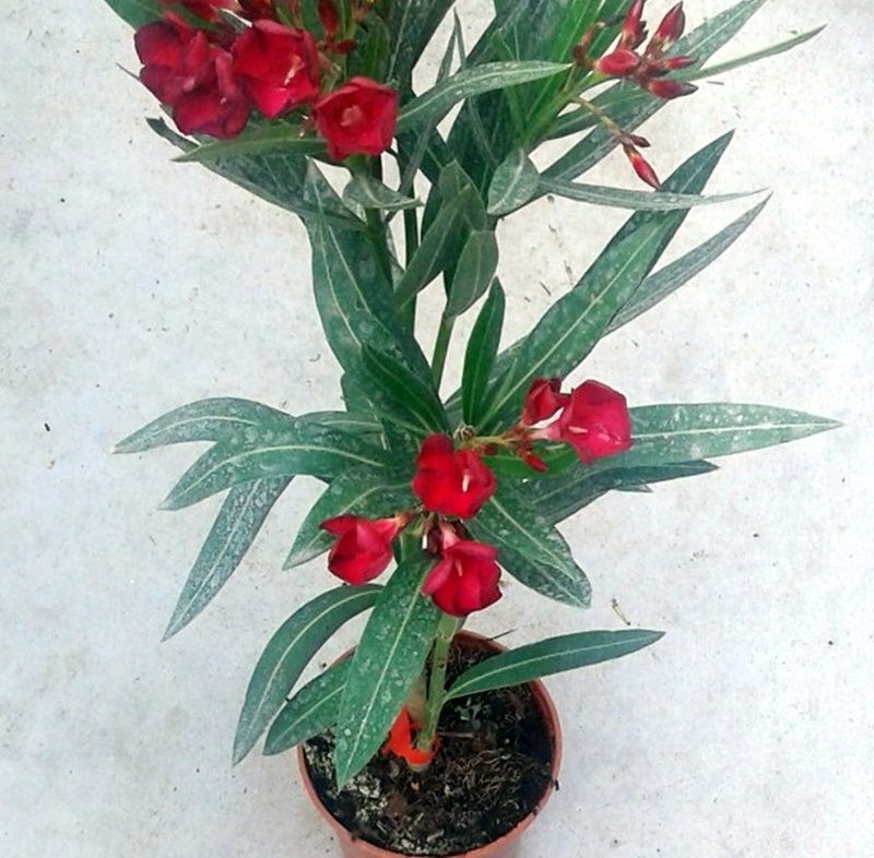 Nerium Oleander, Adelfa Roja. Resiste la sequia