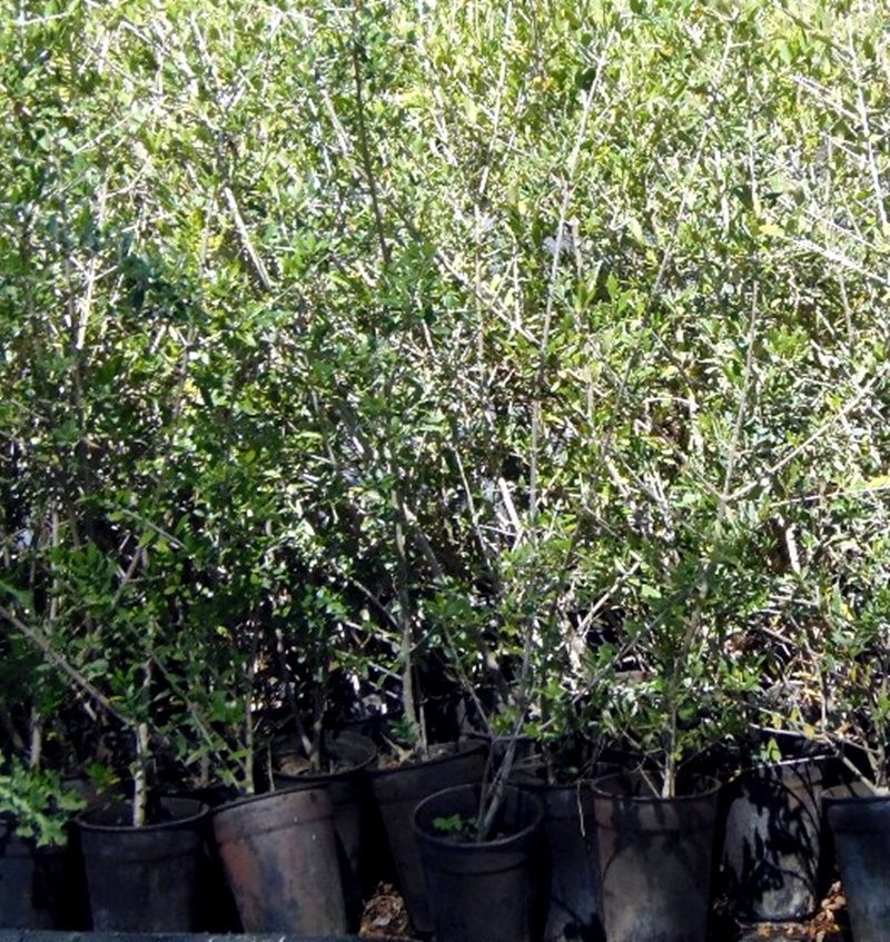 Planta Olivo Silvestre - Acebuche. Olea Europaea. 50 - 60 cm