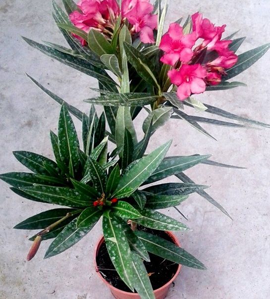 Nerium Oleander, Adelfa Rosa. Resiste la sequia