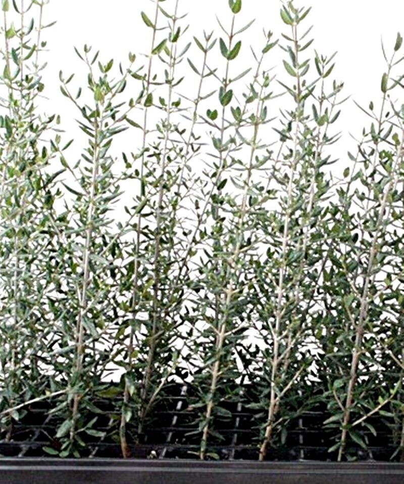 Planta Olivo Silvestre - Acebuche. Olea Europaea