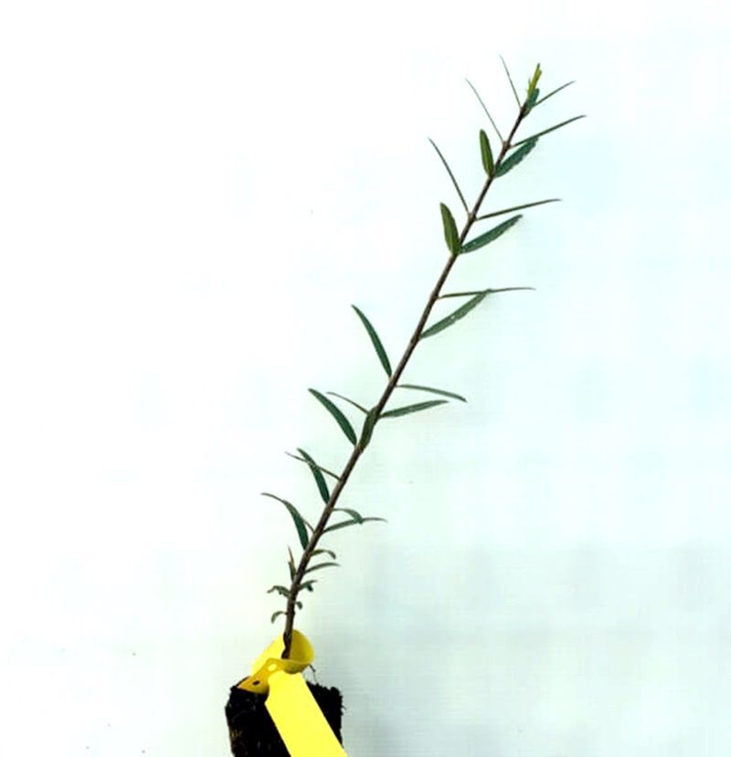 Planta de Phillyrea Angustifolia. Labiérnaga, Labiérnago