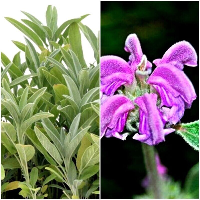 Planta de Matagallo Phlomis Purpurea. Altura 20 - 25 Cm