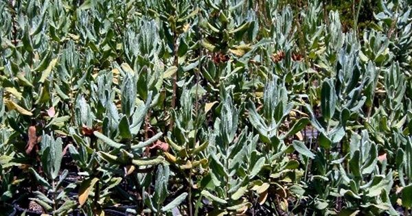 Planta de Matagallo Phlomis Purpurea. Altura 20 - 25 Cm