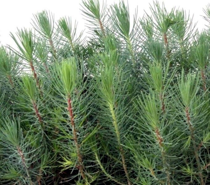 Planta de Pinus Halepensis. Pino Carrasco. 15 - 20 cm