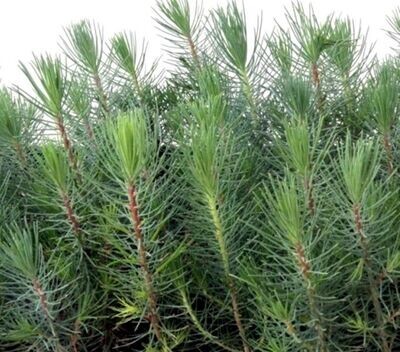 Planta de Pinus Halepensis. Pino Carrasco. 30 - 40 cm