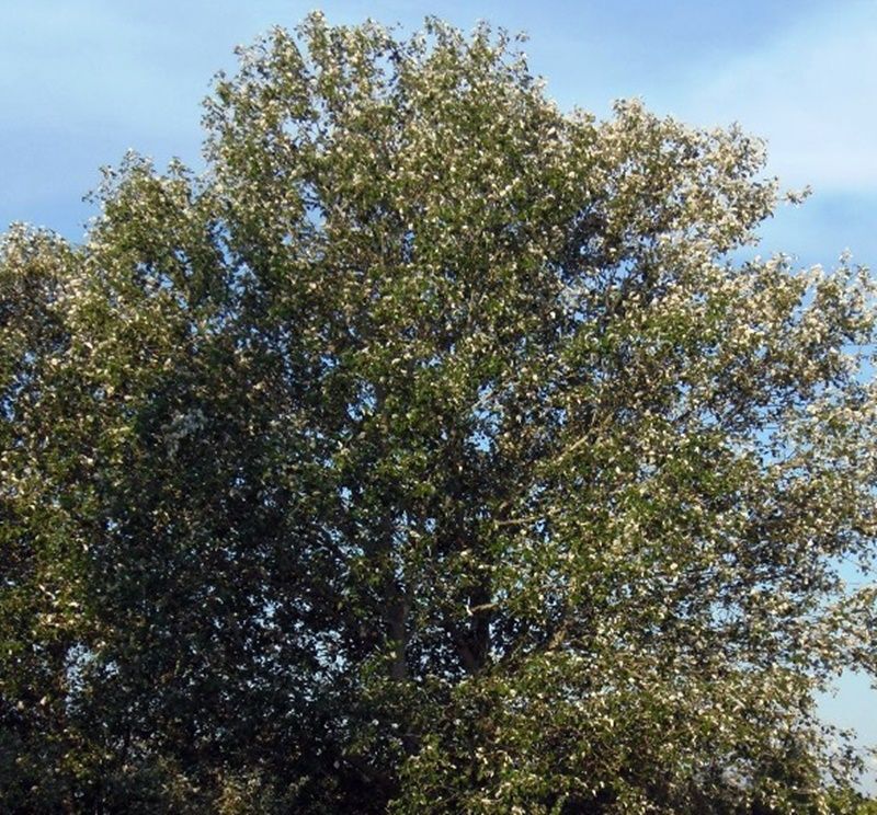 Planta de Populus Alba, Alamo Blanco, Chopo
