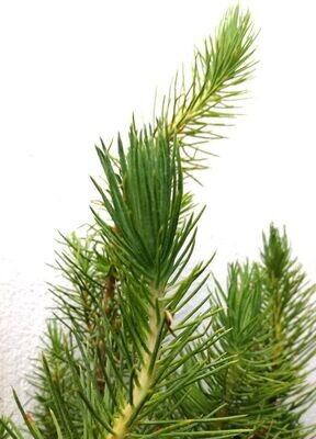 Planta de Pinus Pinea, Pino Piñonero. Altura 50 - 70 cm