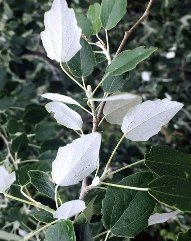 Planta de Populus Alba, Alamo Blanco, Chopo