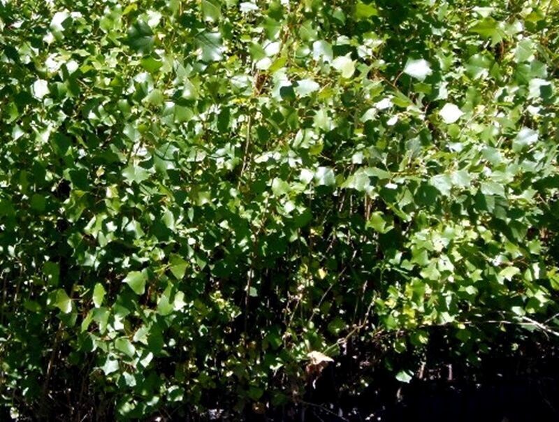 Planta de Populus Nigra, Chopo, Alamo Negro