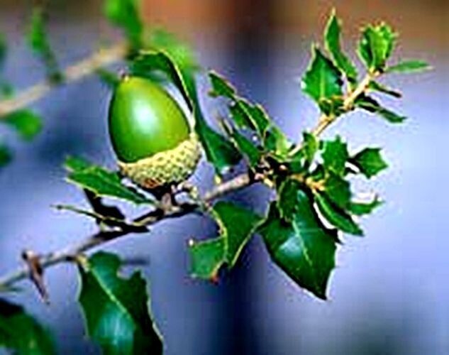 Planta de Quercus Faginea Quejigo. Roble Carrasqueño
