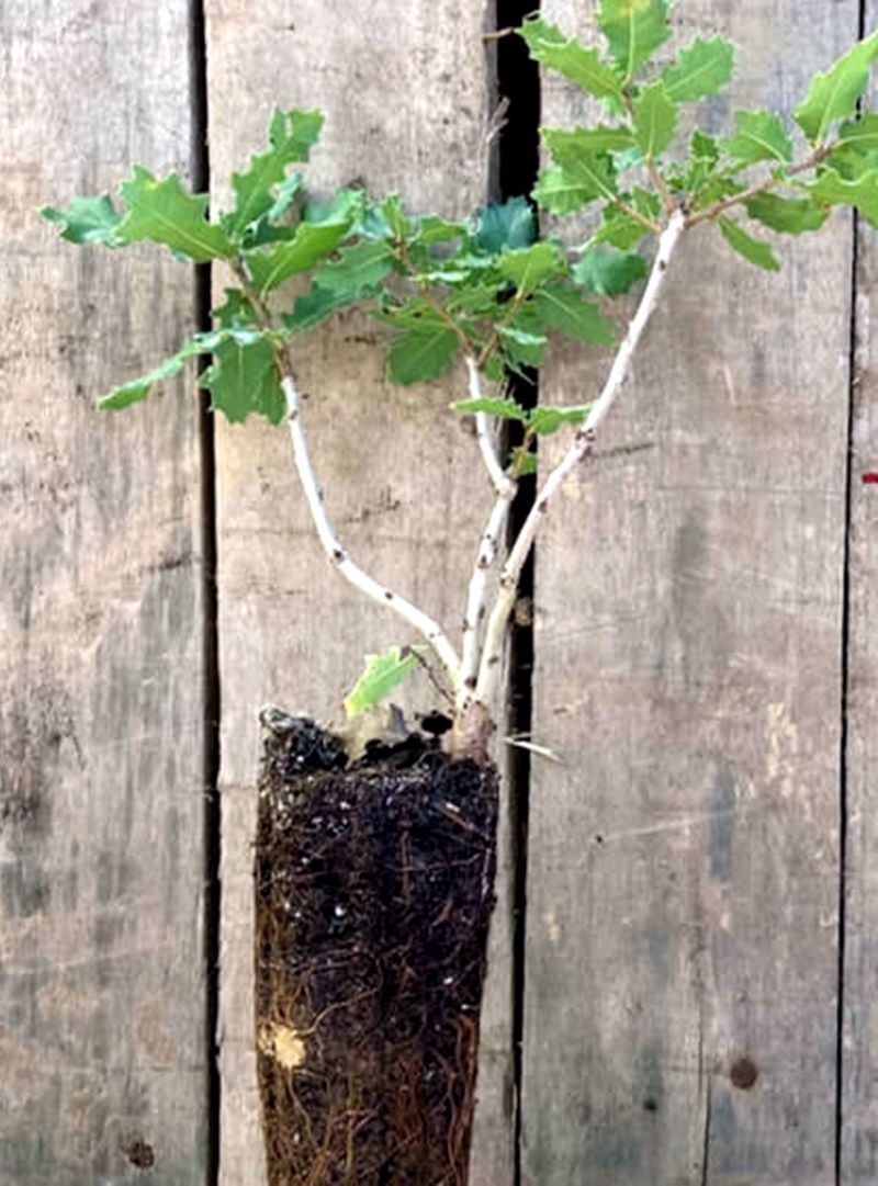 Planta de Quercus Faginea Quejigo. Roble Carrasqueño