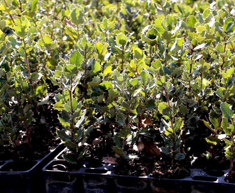 Plantas de Quercus Ilex, Carrasca, Encina de bellotas. 10 - 20 cm