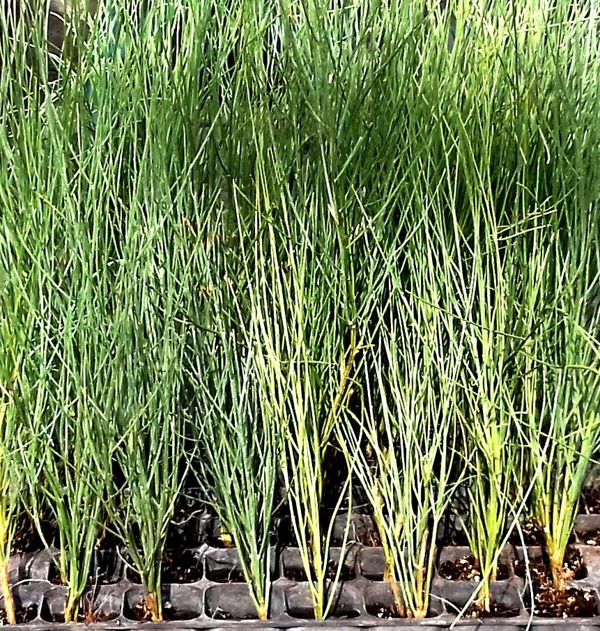 Planta de Retama Sphaerocarpa, Retama Amarilla. 20 - 40 Cm