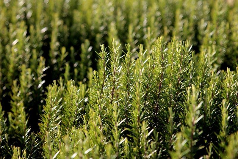 Planta de Rosmarinus Officinalis. Romero