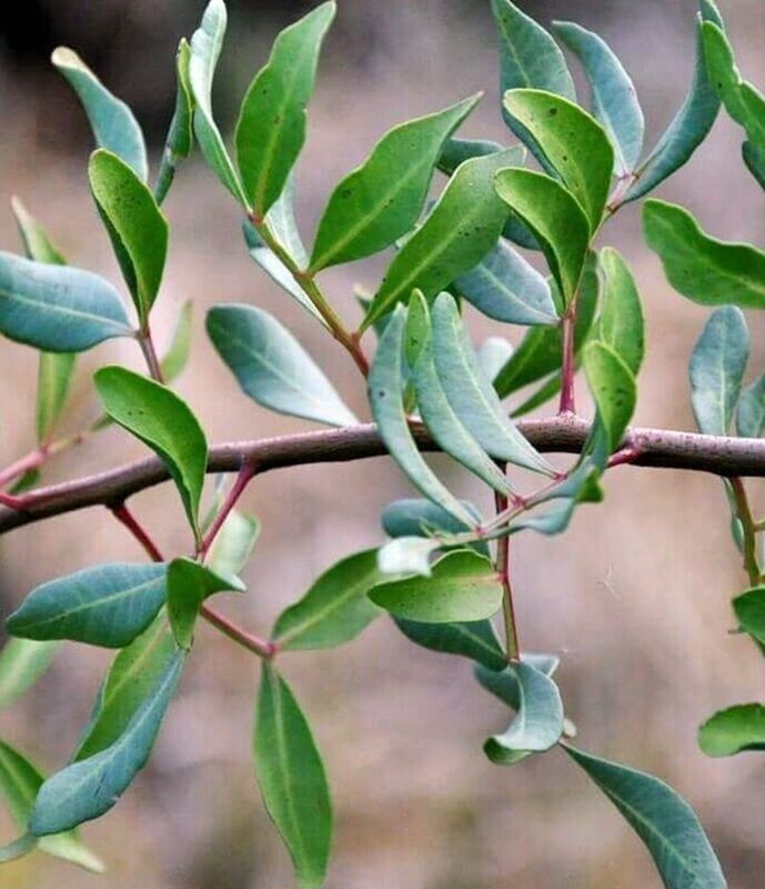 Planta de Rhamnus Alaternus - Aladierno
