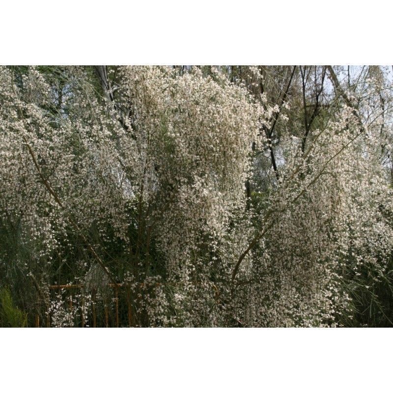 Planta de Retama Monosperma - Retama Blanca