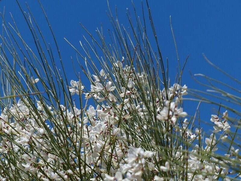 Planta de Retama Monosperma - Retama Blanca