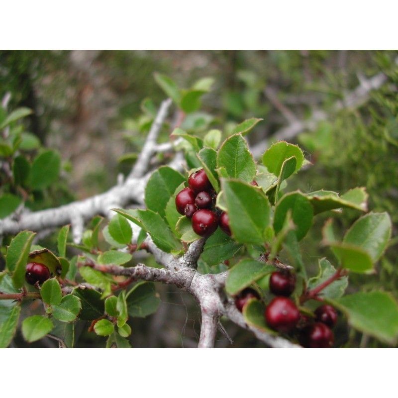 Planta de Rhamnus Alaternus - Aladierno