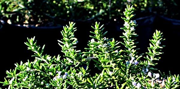 Planta de Romero Rastrero Rosmarinus Postratus