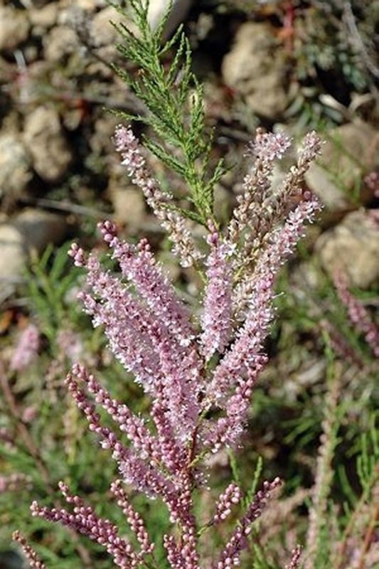 Planta Tamarix Gallica, Taraje. Retiene el terreno