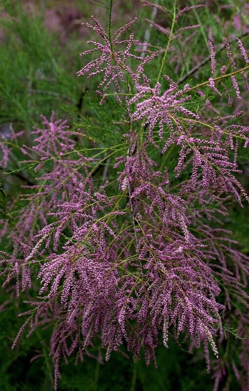 Planta Tamarix Gallica, Taraje. Retiene el terreno