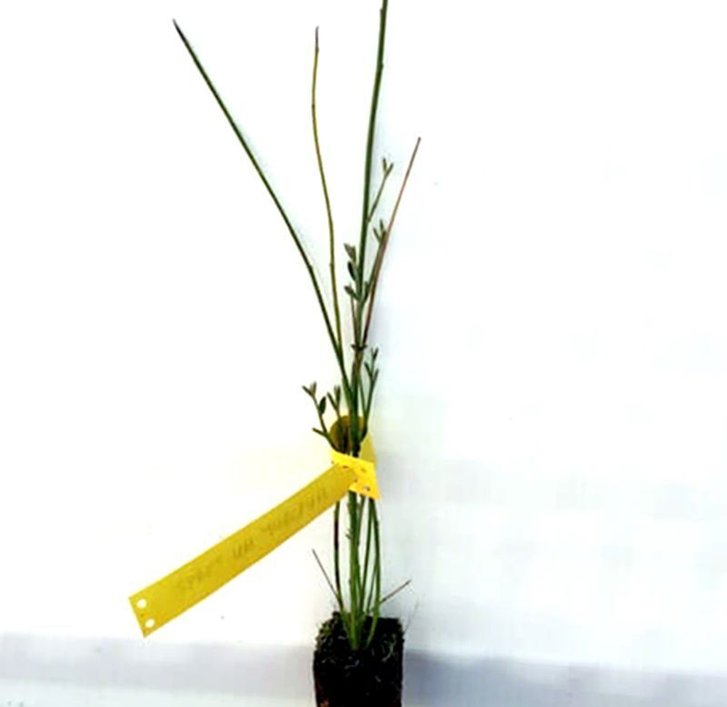 Planta de Spartium Junceum - Gallomba. Retama de olor