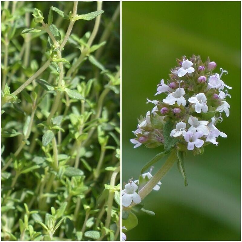 Planta de Thymbra Capitata. Tomillo Andaluz aceitunero