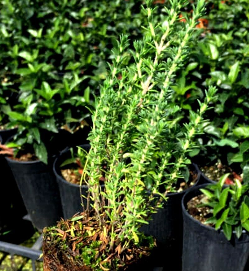 Planta de Thymbra Capitata. Tomillo Andaluz aceitunero