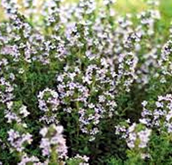 Planta de Thymus Vulgaris - Tomillo Común