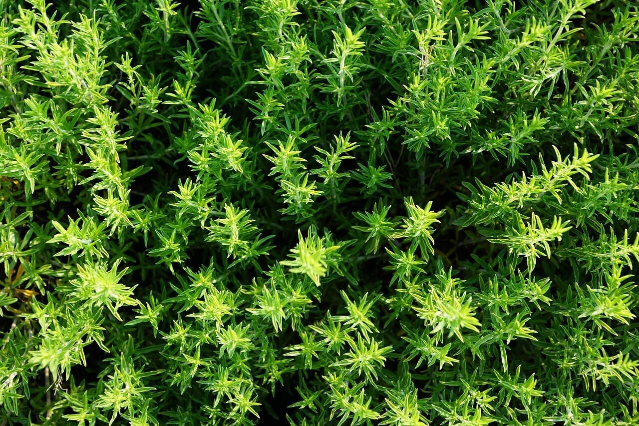 Planta de Thymus Vulgaris - Tomillo Común