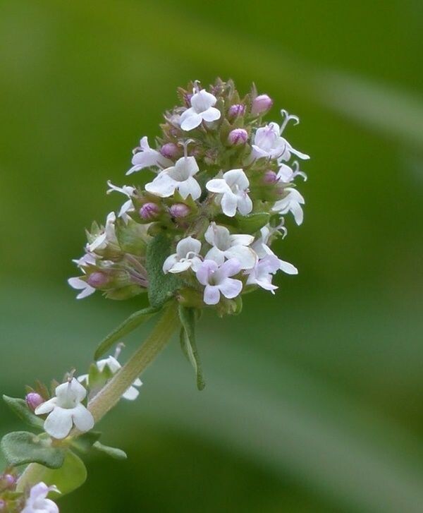 Planta de Thymus Vulgaris - Tomillo Común. Altura 20 - 25 Cm
