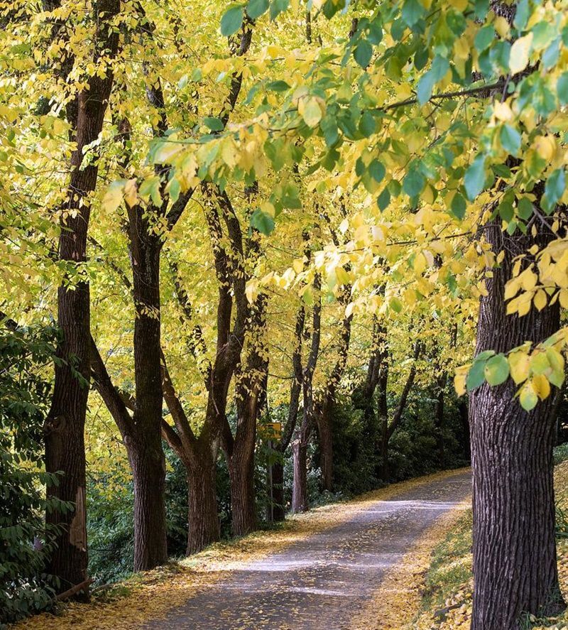 Planta de Ulmus Minor - Olmo Común. Arbol de sombra
