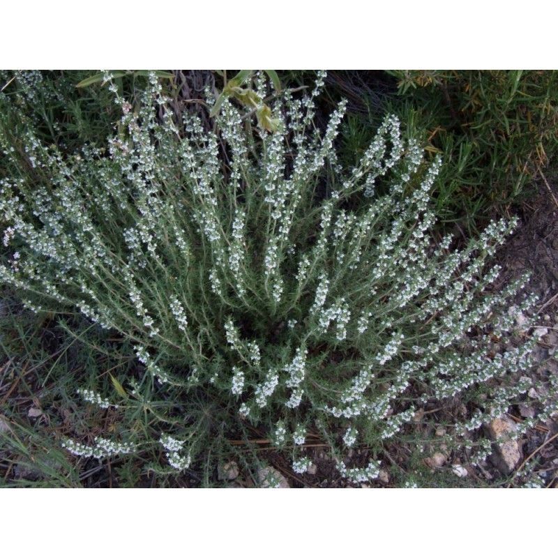 Planta de Thymus Zygis - Tomillo Aceitunero. Altura 10 - 20 Cm