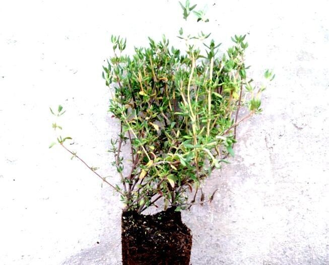 Planta de Thymus Zygis - Tomillo Aceitunero. Altura 10 - 20 Cm