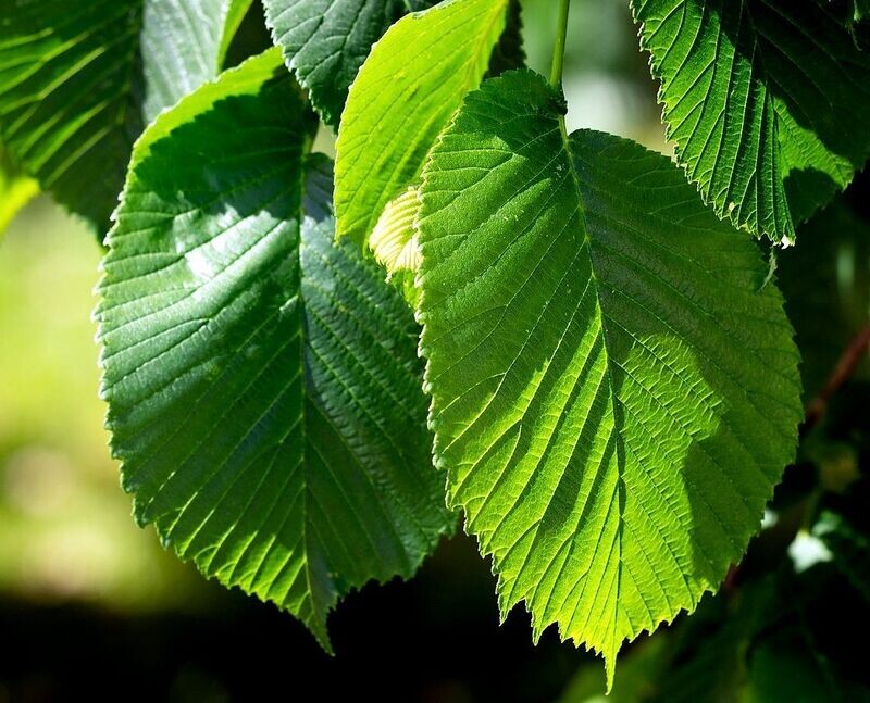 Planta de Ulmus Pumila, Olmo Siberiano