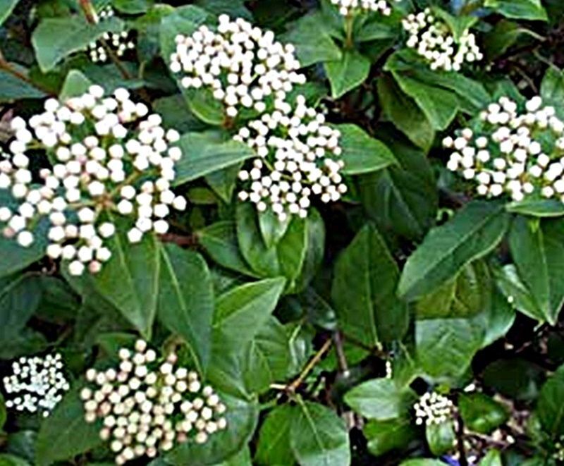 Planta de Durillo. Viburnum Tinus, Setos con flor