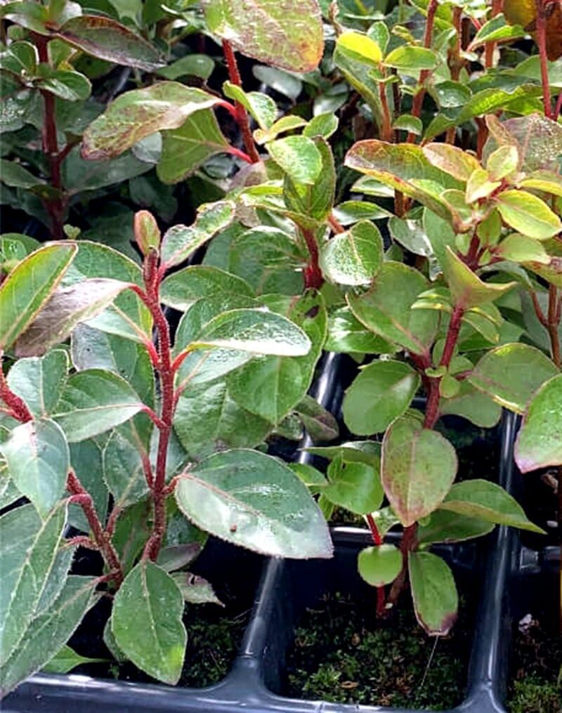 Planta de Durillo. Viburnum Tinus, Setos con flor