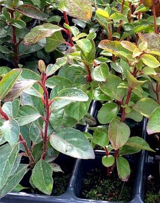 Planta de Durillo. Viburnum Tinus, Setos con flor