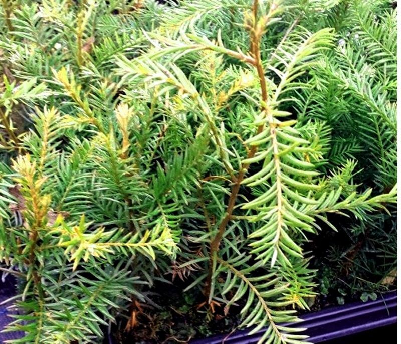 Planta de Secuoya, Secoya. Sequoia Sempervirens