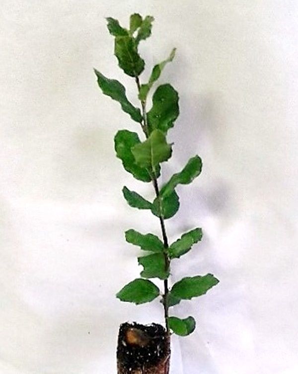 Planta de Quercus Suber - Alcornoque. 20 - 25 cm