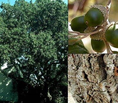 Planta de Quercus Suber - Alcornoque. 20 - 25 cm
