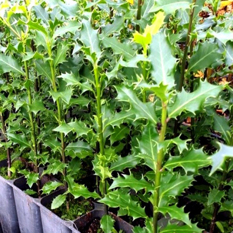 Planta de Acebo Acibro, ILEX Aquifolium