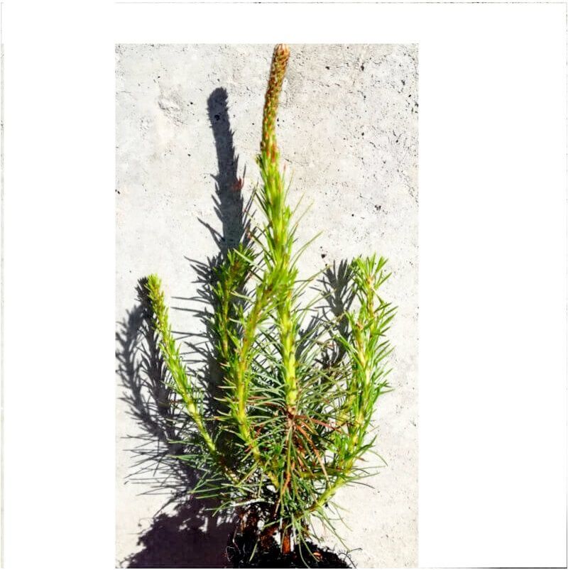 Planta de Pinos Silvestre o Pino Rojo. Pinus Sylvestris