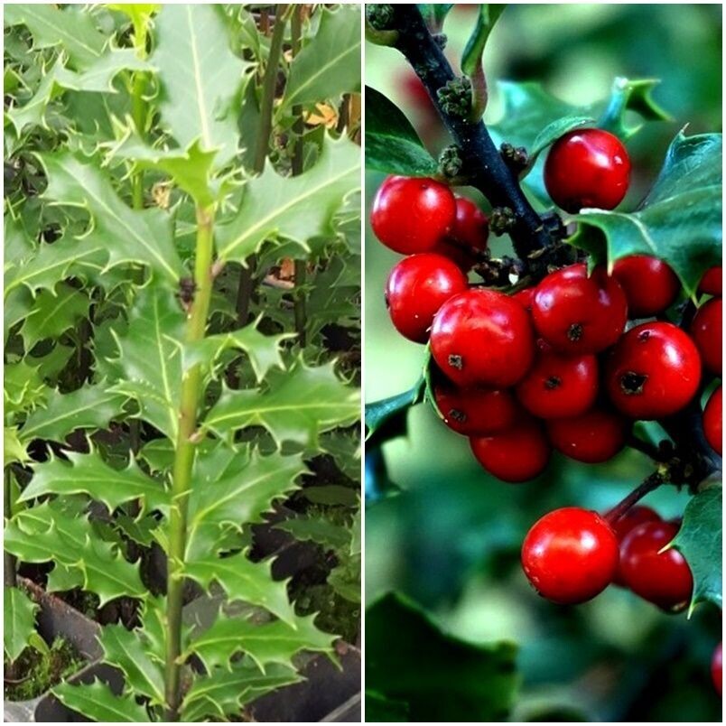 Planta de Acebo Acibro, ILEX Aquifolium