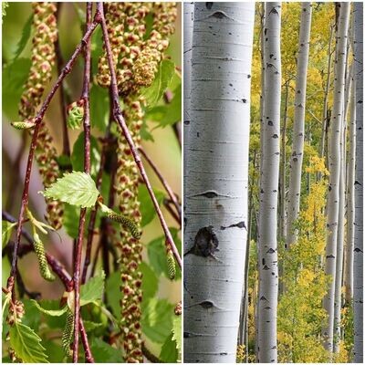 Planta de Abedul O Betula. Planta en Cepellón Forestal