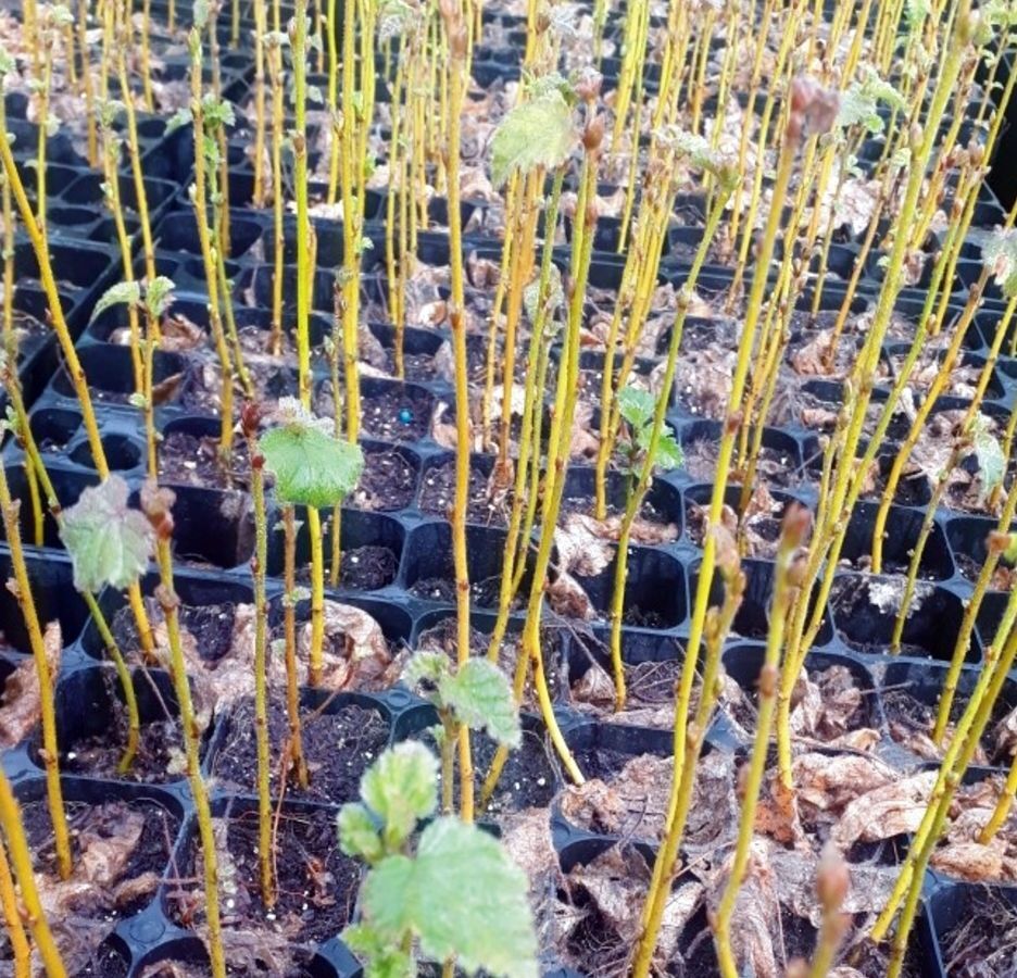 Planta de Abedul O Betula. Planta en Cepellón Forestal