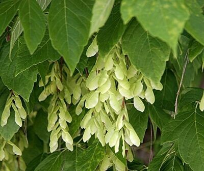 Planta de Arce Negundo. Arbol de rápido crecimiento