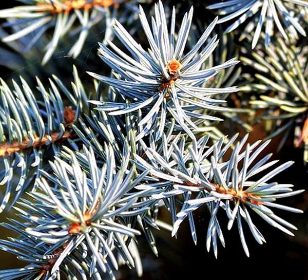 Planta de Abeto Blanco, Abies Alba. En cepellon