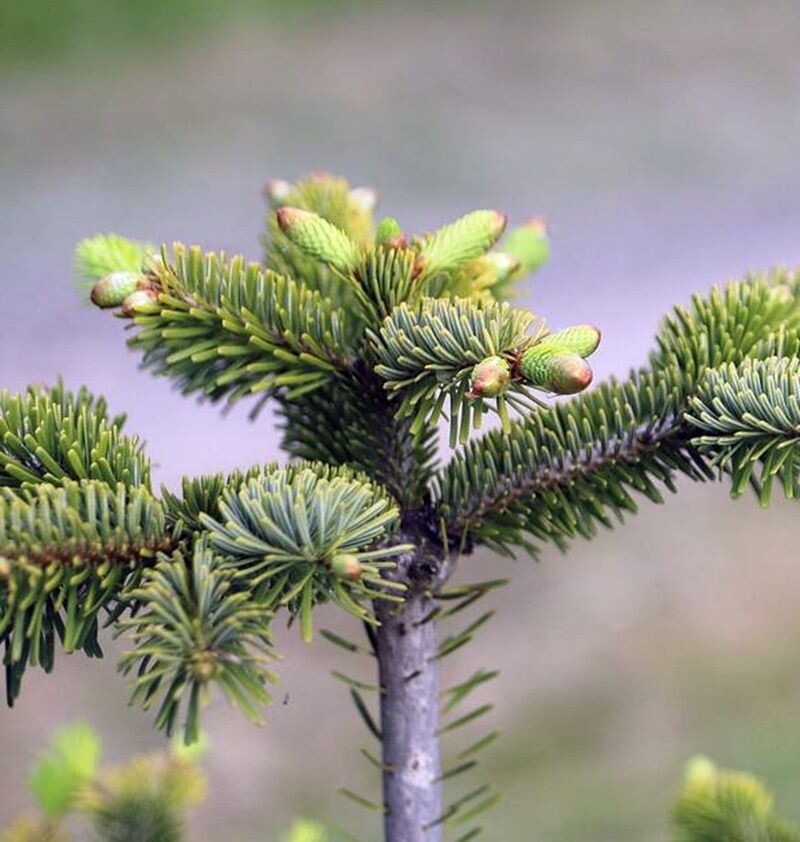 Planta de Abeto del Caucaso. Abies Nordmanniana